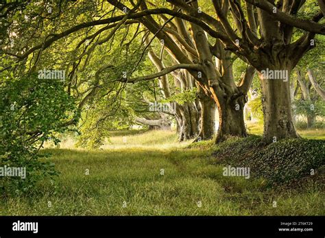 Beech Tree Lined Avenue In Dorset In Autumn Stock Photo Alamy