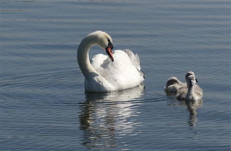 30,000+ Free Baby Swan & Swan Images - Pixabay