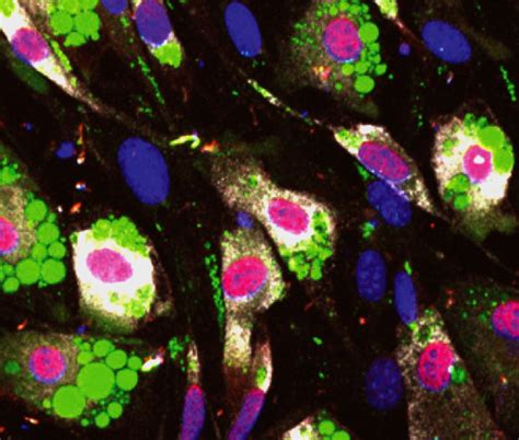 disrupting normal hormone cycle spurs fat cells national institutes