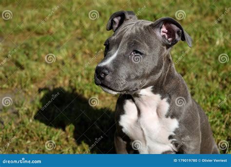 Dog American Staffordshire Terrier Pitbull Puppy Amstaff Stock Photo