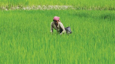 PMFBY Latest Update Govt Plans To Redesign Crop Insurance Scheme In