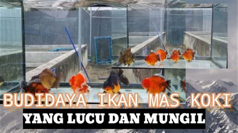 Budidaya Ikan Hias Koleksi Jenis Ikan Mas Koki Youtube