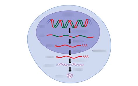 Gene Expression Diagram Quizlet