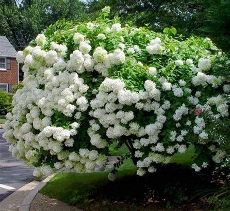 Hortensja Bukietowa Phantom Na Pniu Hydrangea Paniculata C5pa70cm