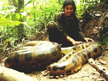 Gallery For > Amazon Rainforest Anaconda Snake