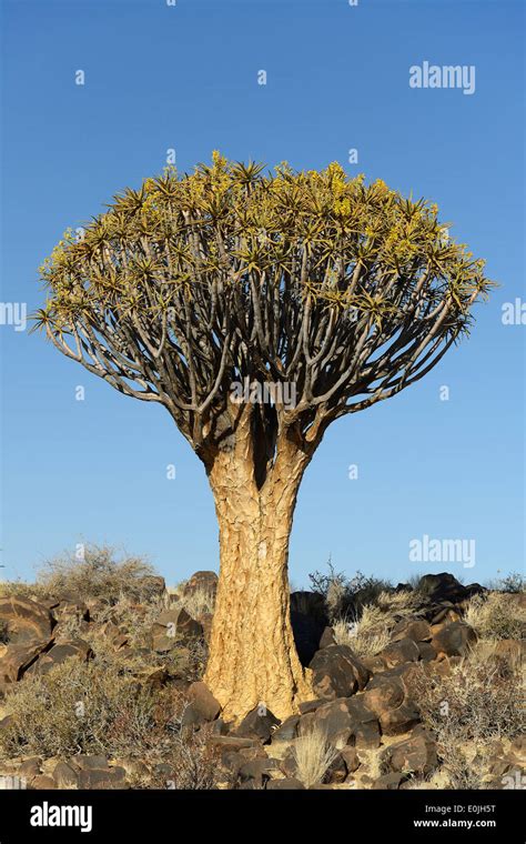 Koecherbaum Oder Quivertree Afrikaans Kokerboom Aloe Dichotoma Bei