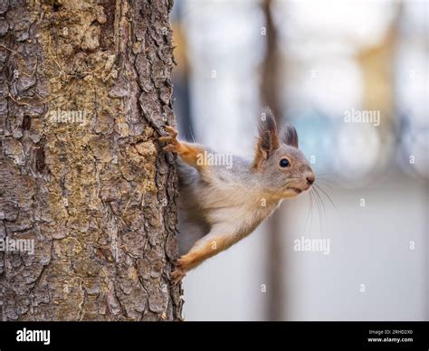 Porträt einer Eichhörnchen auf einen Baumstamm Ein neugieriges