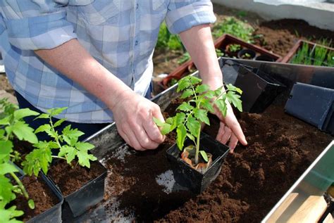 Potting Mix Ingredients -- Harvest to Tabl