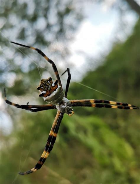 Ara A Plateada De Jard N Argiope Argentata Ecoregistros