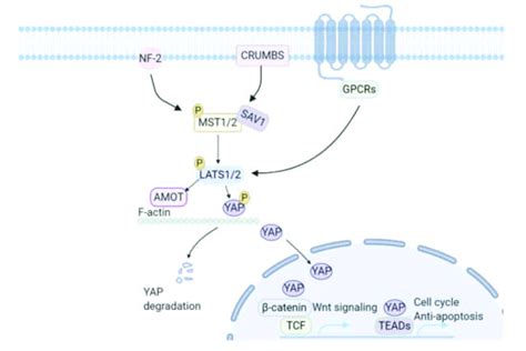 Hippo Yap Pathway