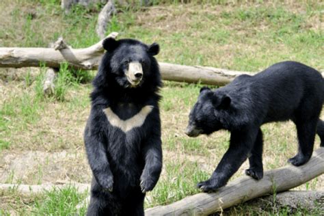 Moon Bear Facts - CRITTERFACTS