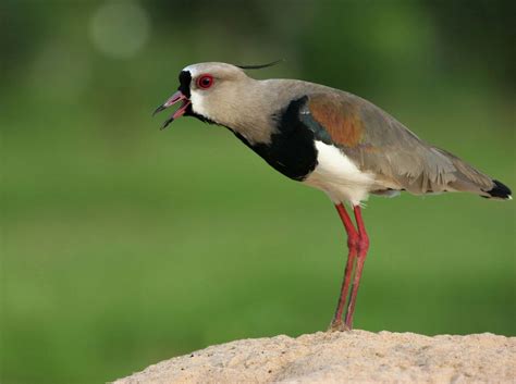 Travel guide San Alberto, Paraguay - Where to Sleep & Things to Do