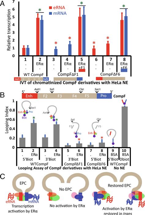 Enhancerpromoter Entanglement Explains Their Transcriptional