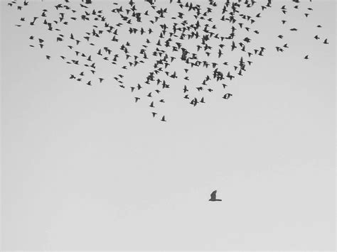 Flock Flock Of Birds Flying At Daytime Black And White Image Free Photo