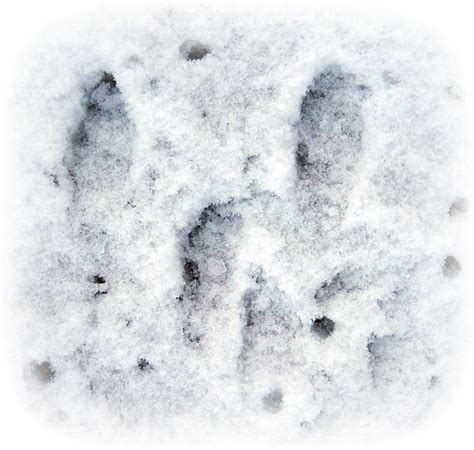 Rabbit & Squirrel Tracks in Snow – March 28 2008 | Camp Naturalist