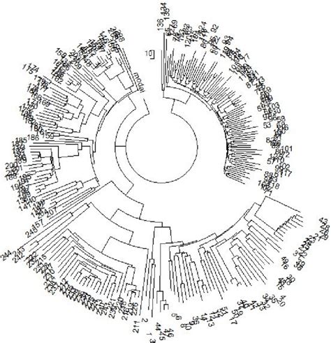 A Haplotype Tree For I2 M438 Dataset Of 244 Haplotypes In The 111