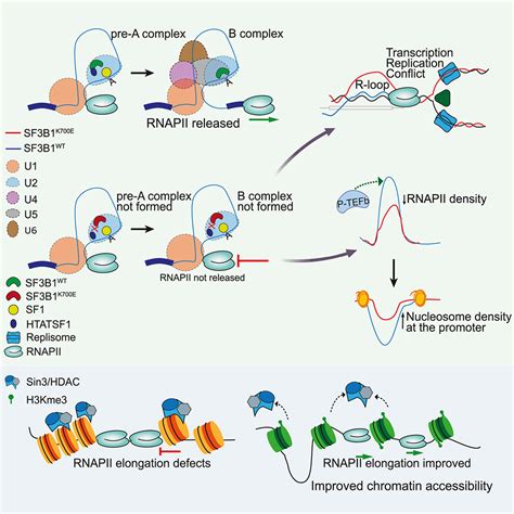 Transcription Elongation Defects Link Oncogenic Sf3b1 Mutations To