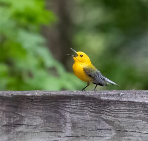 Prothonotary Warbler - BirdWatching