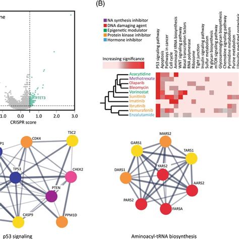 Analysis Of Human Embryonic Stem Cell Whole Genome Screens A Volcano Download Scientific