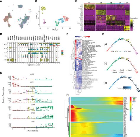 Frontiers Decoding The Immune Microenvironment Of Clear Cell Renal