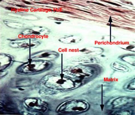 connective tissue cartilage