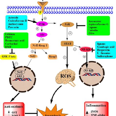 Pharmacological Agents Modulating Nrf2 Pathway Via PI3K Akt Pathway