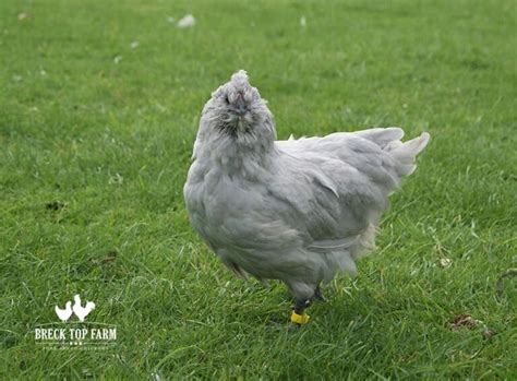 Araucana Chickens: All You Need to Know About Them