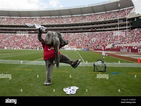 Since the 1930s, Big Al, the Alabama Crimson Tide football team mascot ...