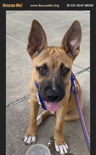 Adopt Belgian Malinois Rescue Plano Tx