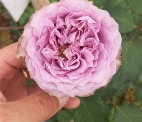 Princess Kaori - Scented & Garden Roses - Aisha Flowers