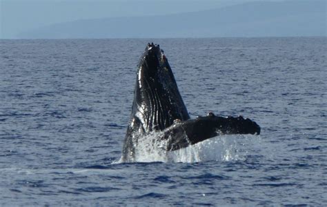 Kauai Whale Watching Tours Excursionshawaii