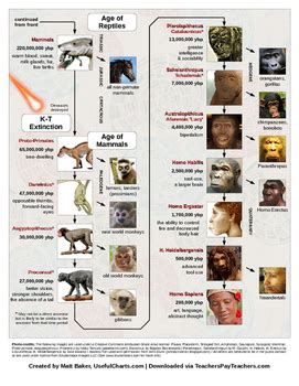 Human evolution timeline by UsefulCharts | TPT