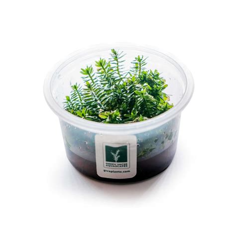 Rotala Rotundifolia Tc Green Water Aquascapes