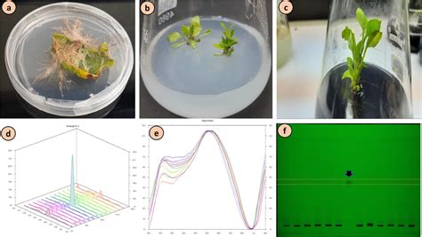 A In Vitro Root Multiplication B C In Vitro Shoot Multiplication D