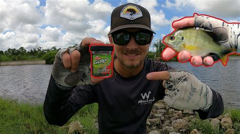 Bluegill Fishing The Rainbow River With Berkley Gulp Alive Minnows