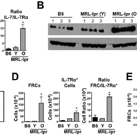 Increased IL 7 Production And Expansion Of Fibroblastic Reticular Cells