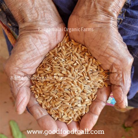 Mappillai Samba Native Paddy Seeds Rangamalai Organic Farms Rof