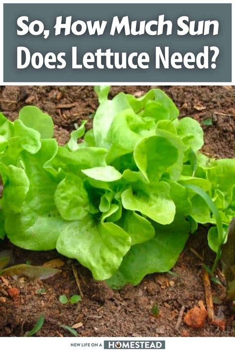 So, How Much Sun Does Lettuce Need?