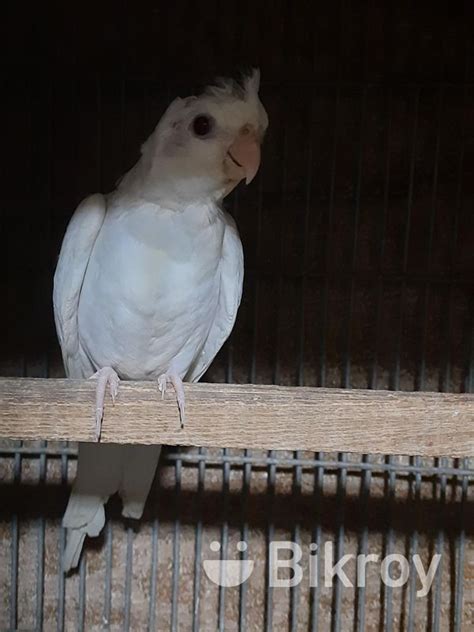 Cockatiel Bird Albino For Sale In Mogbazar Bikroy