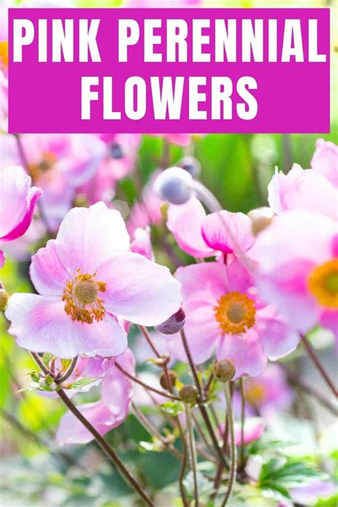 25 Delightful Pink Perennial Flowers For Your Garden