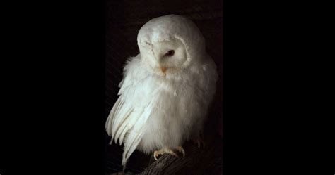 Albino Owl: Know All Information, including Images