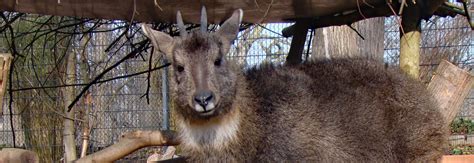 Chinese goral - Zoo Dresden