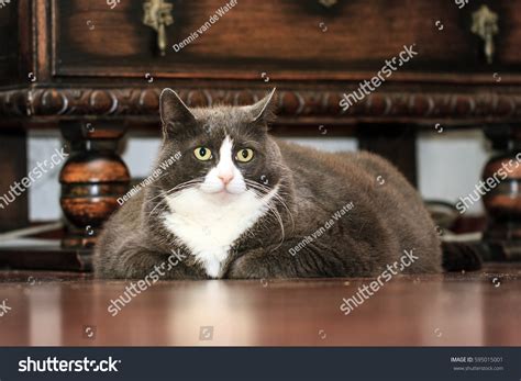 Fat Pussy Cat Laying Indoor House Stock Photo Shutterstock