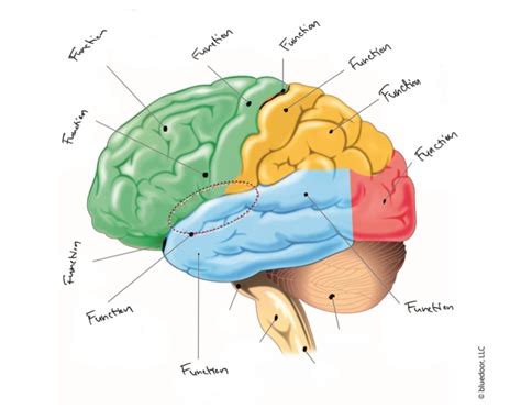 Cerebral Cortex Labeled Quiz