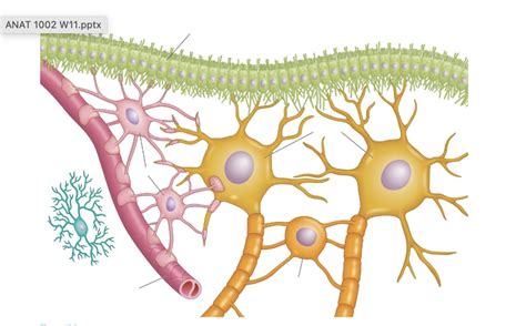 Diagram Of Nervous System Glial Cell Diagram Quizlet