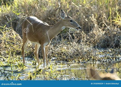 Key Deer In Natural Habitat In Florida State Park Stock Image Image Of Game Juvenile 293090039