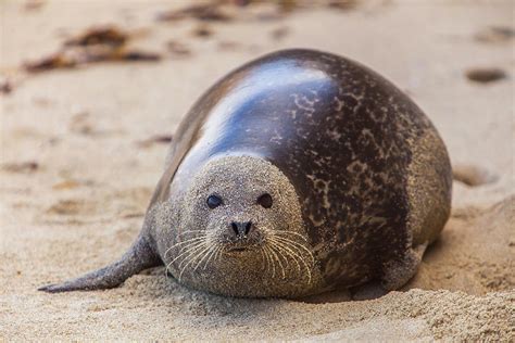 La Jolla Cove San Diego Harbor Seal Photograph By Michael Qualls Pixels