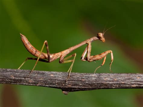 Entomologist Praying Mantis Nymph