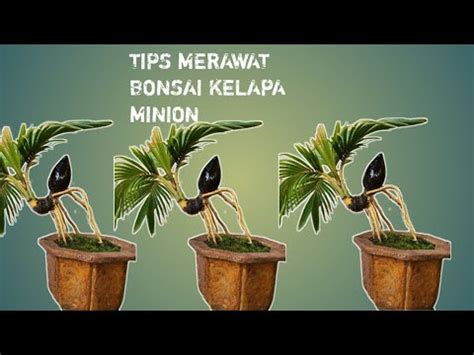 CARA AGAR DAUN BONSAI KELAPA TETAP KECIL YouTube