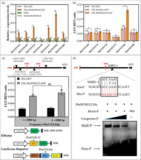 Figure From Auxin Inhibits Lignin And Cellulose Biosynthesis In Stone